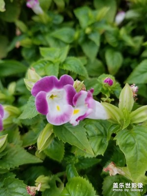 【花開盛夏】+生如夏花