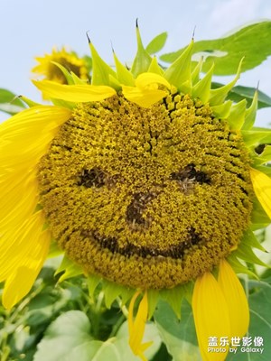 【花開盛夏】向陽(yáng)花