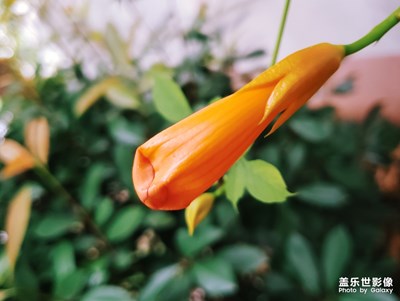 【花開盛夏】+凌霄花