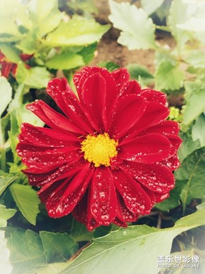 【花開盛夏】+夏花明