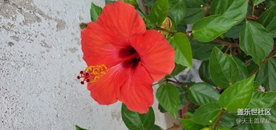 炎熱夏天發(fā)個花兒給弟兄們