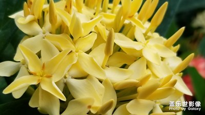 【花開(kāi)盛夏】+花開(kāi)有時(shí)