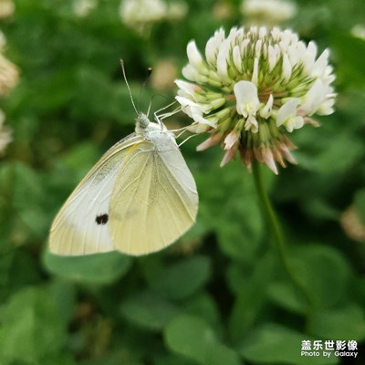 【花開盛夏】＋各種美麗都是我最愛
