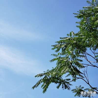 藍天與綠樹的默契配合