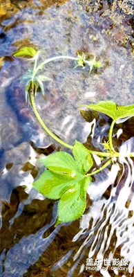 水中葉