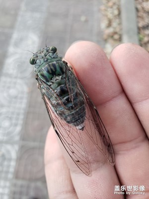 看我抓住了夏天