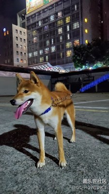 狂奔2公里，狗子你是好樣的。