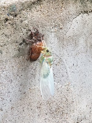 脫殼的知了