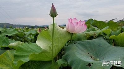 荷塘美景。。。。