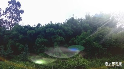 綠色 生命的顏色