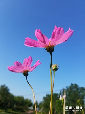 天氣正好……公園里的花