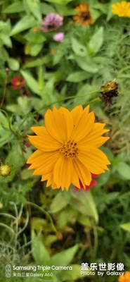 A60鏡頭下的各種花??