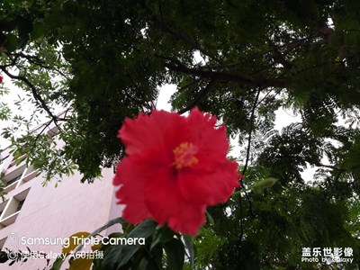 開在半空中的紅花