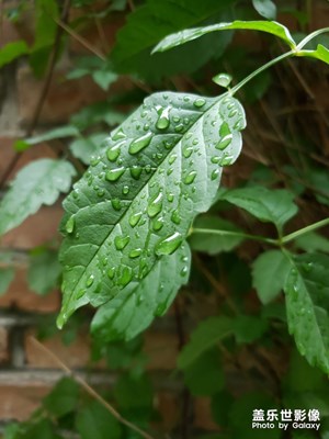 隨手拍-臺(tái)風(fēng)過(guò)后的小院