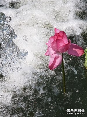 荷花(吃飯后散步)