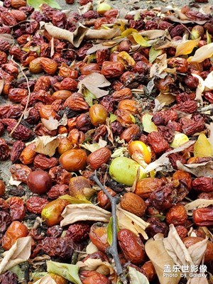 植物拍攝展示！