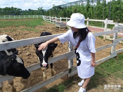 奶牛藍(lán)天白云