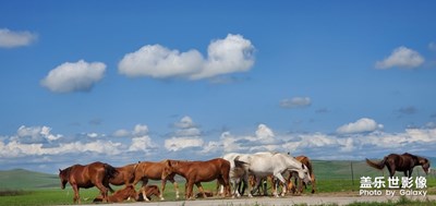 呼倫貝爾大草原