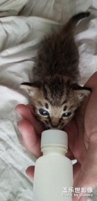 正在喝奶的小喵