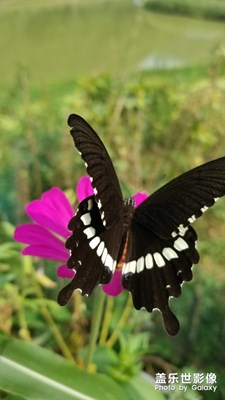 蝶戀花。。。。。。。。。。