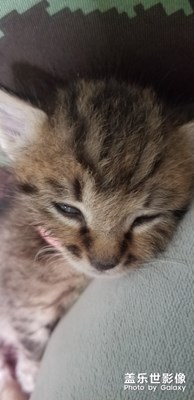 正在熟睡的貓