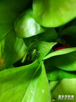 【淺秋時(shí)光】+蟲(chóng)子