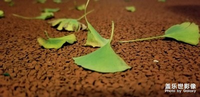 【淺秋時光】+秋風怡人