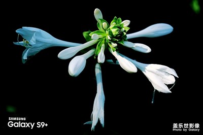 【淺秋時(shí)光】+代悲白頭翁