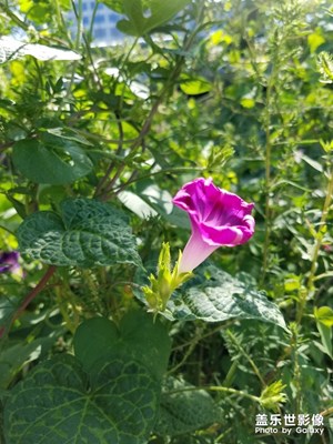 【淺秋時(shí)光】+ 牽牛花