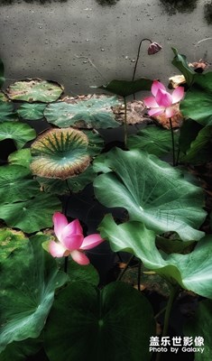 【淺秋時光】荷韻