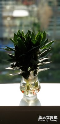 陽(yáng)光下的綠色植物