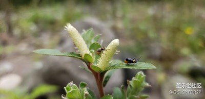 喜歡三星的微距