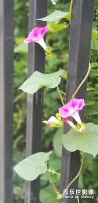 大雁塔下的那些花兒朵朵