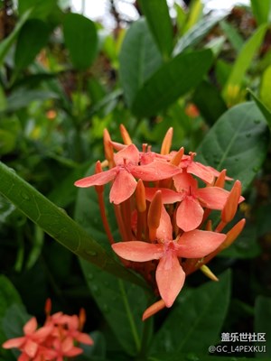 n9買來(lái)10天拍攝，大家指教