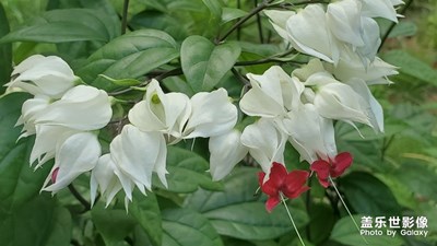 采花大盜????????