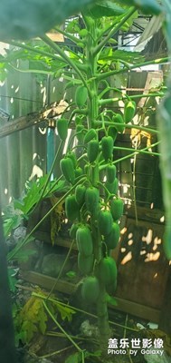 一棵不起眼的木瓜樹(shù)