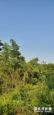 山中翠綠