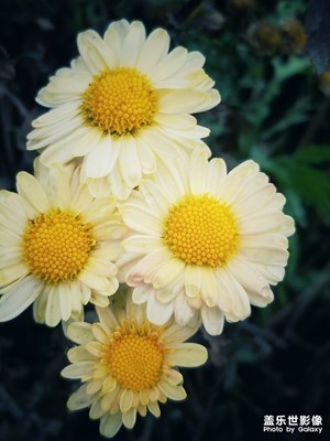 細(xì)雨弄中秋