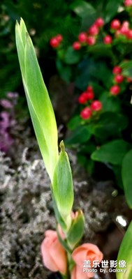 有點(diǎn)妖艷的花兒