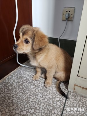 它也想學(xué)漢語(yǔ)。