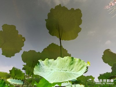 【光影的魅力】＋天空荷花