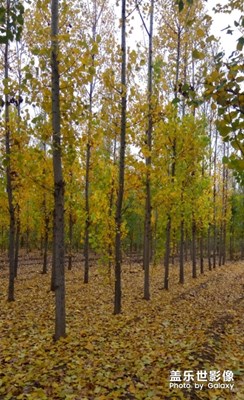 又到一年秋風(fēng)起