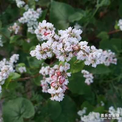 蕎麥花開