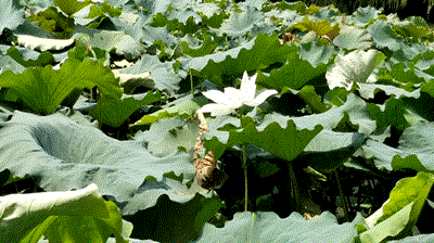 引領(lǐng)動態(tài)潮流－－蓮葉和我們一起搖擺