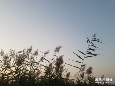 【蘆葦蕩】+濕地公園