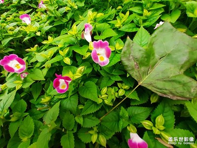 公園隨手拍個花兒