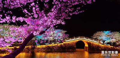 【夜色闌珊】夜櫻·花見