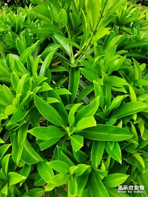 拍照片