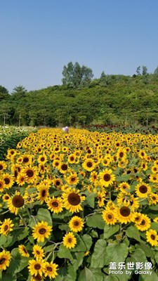 周末爬山，隨拍向日葵