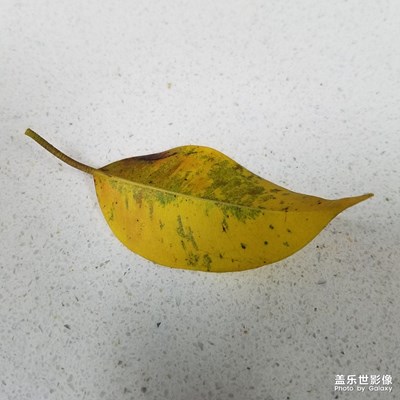 一葉知秋